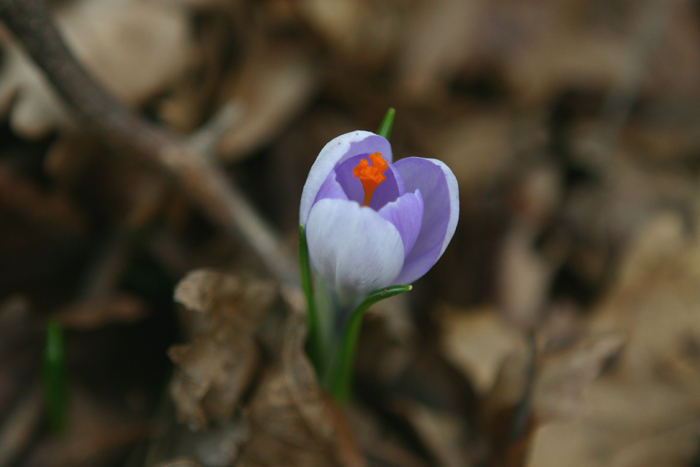 Crocus Flower