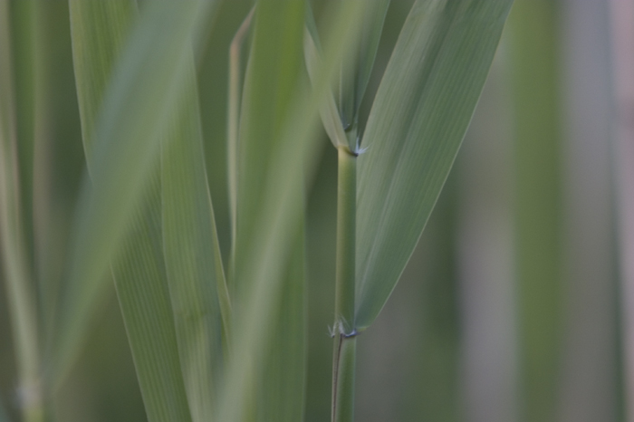 Green Leavs
