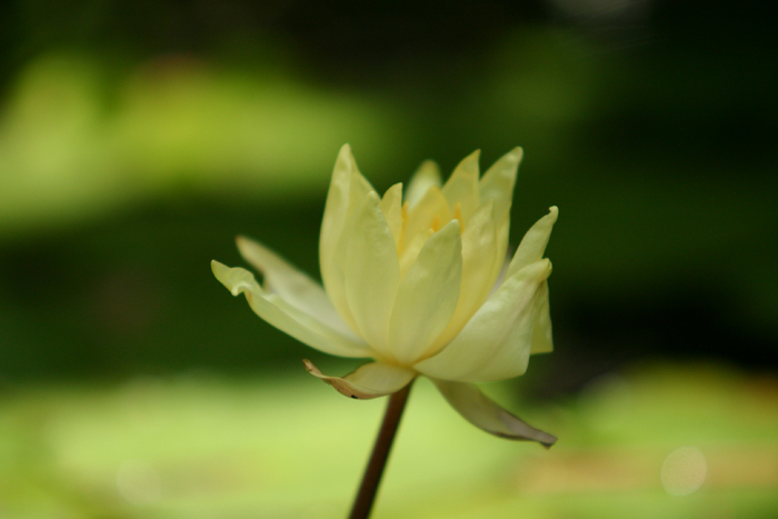 Lotus Flower