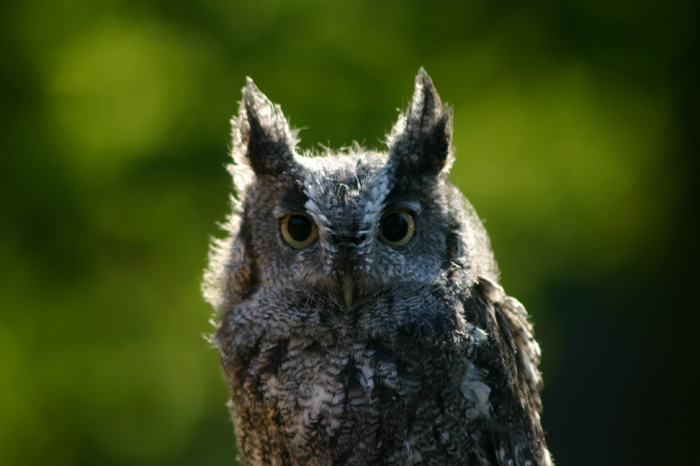 Owl