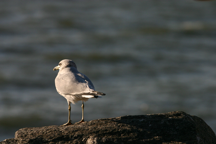 Seagull